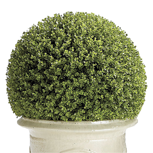 boxwood topiary ball