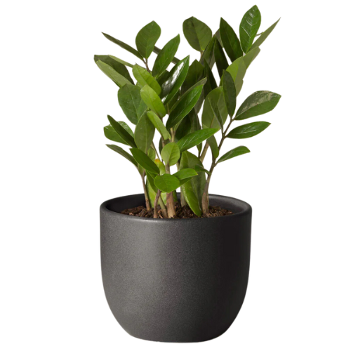 ZZ Plant | Low Light Plants & Houseplants Delivery | The Sill potted plant