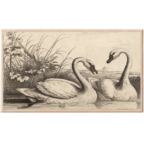 Black and White Drawing Swans Frame Tv Art