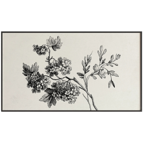 Black and White Flower Sketch Frame TV Art