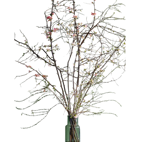 Quince Branches Anthropologie blossom stem